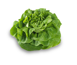 Lettuce